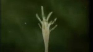 Размножение многоклеточных организмов