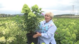 Цветение гортензий  и подкормки в Садовой центре Веры Глуховой.
