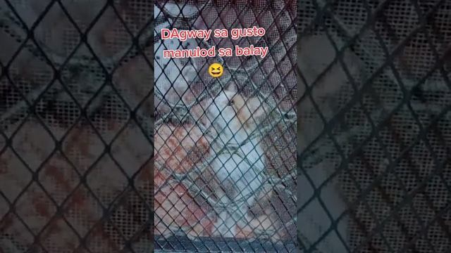 Cat PH 😺 #cat  #catlovers  #catvideos  #trending  #viral