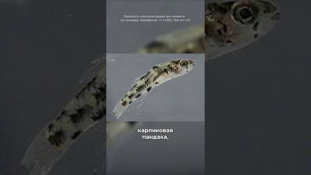 Топ-5 интересных фактов о рыбах смотреть онлайн