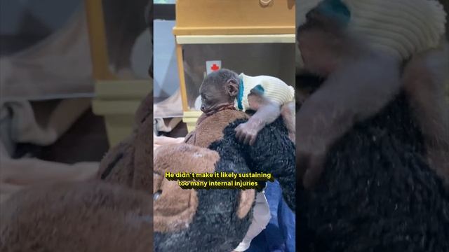 Baby Howler Monkey Electrocution Rescue 