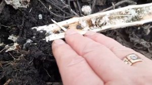 Склеротия подсолнечника. Белая гниль. Насобирал немного  склероциев для весенней диагностики. А Вы?