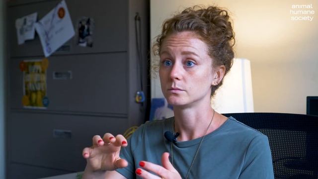 Animal Humane Society Provides Free Healthcare for Pets смотреть онлайн