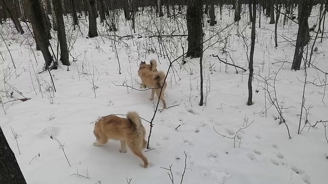 VID_20241113_105042.mp4