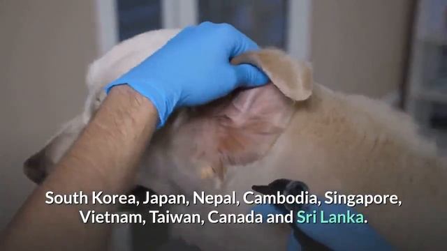 What İs Coronavirus Coronavirus Symptoms Causes Treatments Affected Country List смотреть онлайн