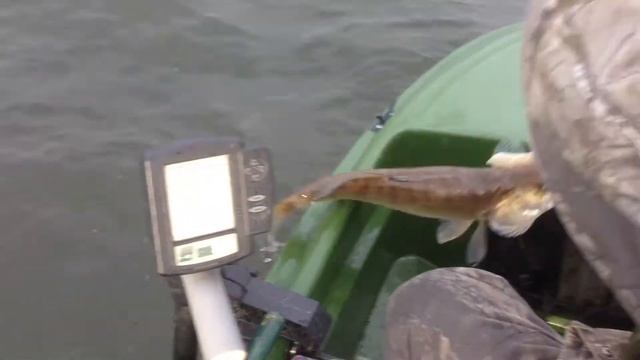 Судак на джиг