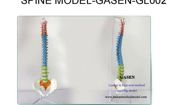 НАУКА МАНИПУЛЯТИВНЫХ КОЛОНКА МОДЕЛЬ МОДЕЛЬ СКЕЛЕТ GASEN GL002副本