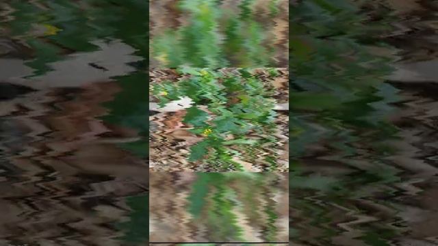 Synedrella nodiflora (Rumput babi, Jotang kuda, Srunen) смотреть онлайн