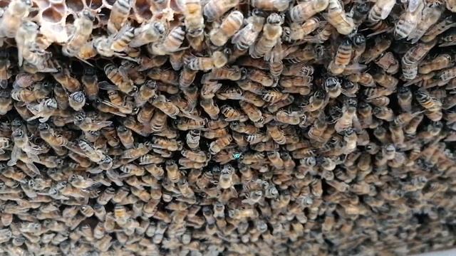 Бакфаст из Германии. Не обычный момент при подсадке. смотреть онлайн