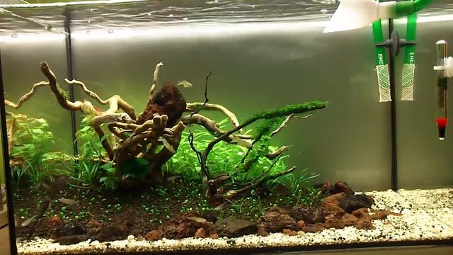 P. Gertrudae смотреть онлайн