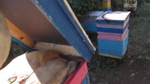 Главный медосбор с применением изоляторов Хмары