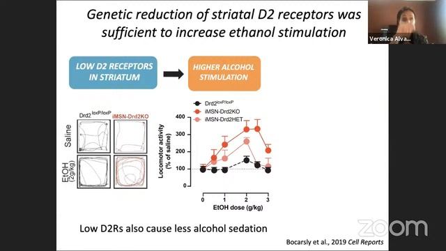 WWN Neurobiology of Addiction - Veronica Alvarez's seminar on April 8, 2021 смотреть онлайн