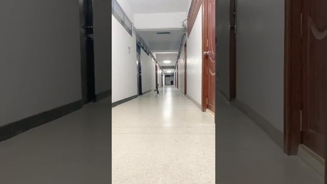 Cerebellar hypoplasia cat walking смотреть онлайн