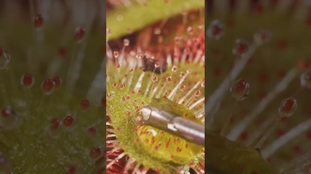 An Easy Way To Feed Carnivorous Plants ( Every Kind ) #sundew #carnivorousplants