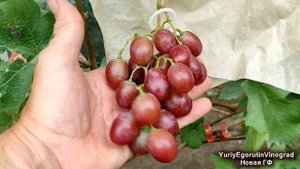 🍇 Для ЭТОЙ НОВОЙ ГИБРИДНОЙ ФОРМЫ точно НАЙДУ место на винограднике! Селекция от Егорутина.