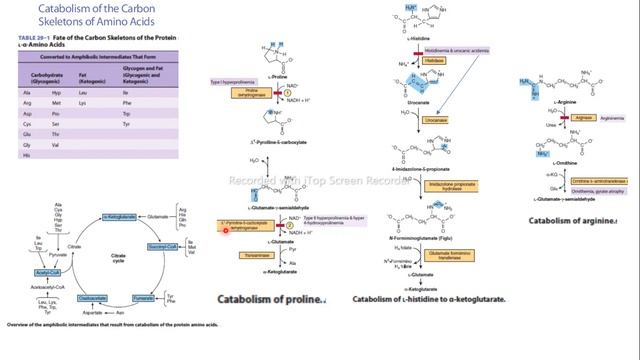 aminoácido glucogénico cetogénico catabolismo prolina histidina arginina bioquímica Harper смотреть онлайн