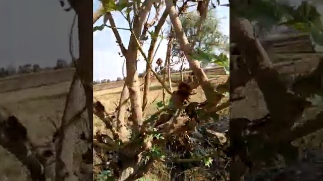 فوائد زيت الخروع للشعر