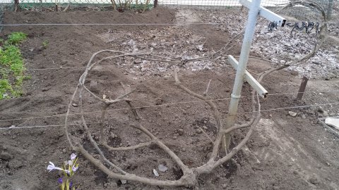 Открытие виноградника 2023 Часть 1.mp4