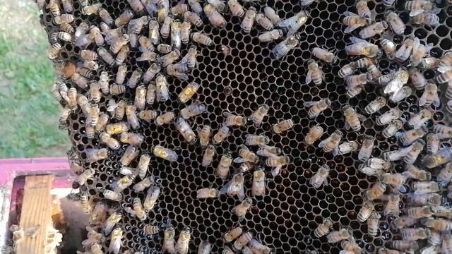 Экстерьер трутня при ИО пчелиных маток смотреть онлайн