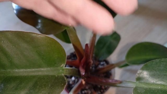 Обзор моей коллекции растений на кухне.Часть 2.#plants #комнатныерастения #моирастения #растения