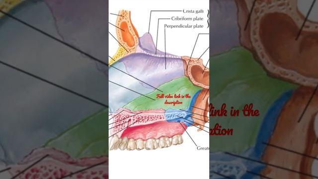 Nasal Septum - 1. Ethmoid bone and it’s articulations #Anatomy #mbbs #education смотреть онлайн