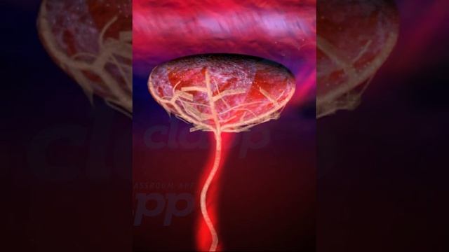Placenta The organ that protect fetus inside womb ( 3D Animation )