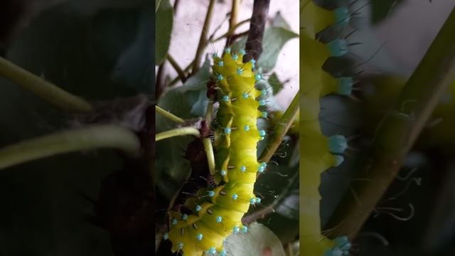 КАК РАСТУТ🦋 И ЧЕМ ОПАСНЫ ГУСЕНИЦЫ🐛 БАБОЧКИ 🦋САТУРНИИ, НОЧНОГО ПАВЛИНЬЕГО ГЛАЗА?  Saturnia pyri.