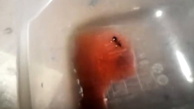 Муравьи начало смотреть онлайн