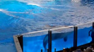 One Ocean at SeaWorld Orlando - 9.26.12 - 2/4