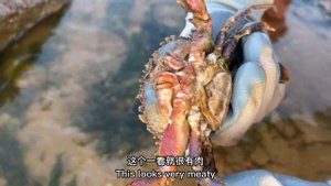 沙灘上遍地都是毛蛤蜊無人撿，整整齊齊的臥沙，牛牛碰到太驚喜了【牛牛趕海海鮮】
