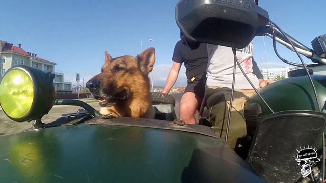Немецкая Овчарка до безумия обожает кататься на мотоцикле смотреть онлайн