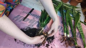 Деление и пересадка сансевиерии Лауренти #сансевиерия #sansevieria #сансы
