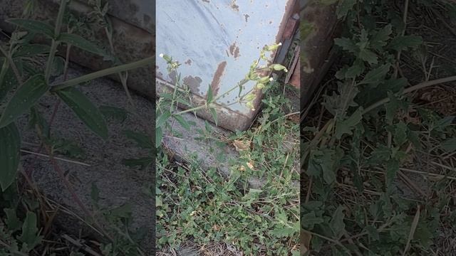 Дрёма белая или Смолевка