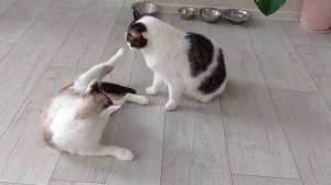 Мурза и Кассиопея 2022_11_14