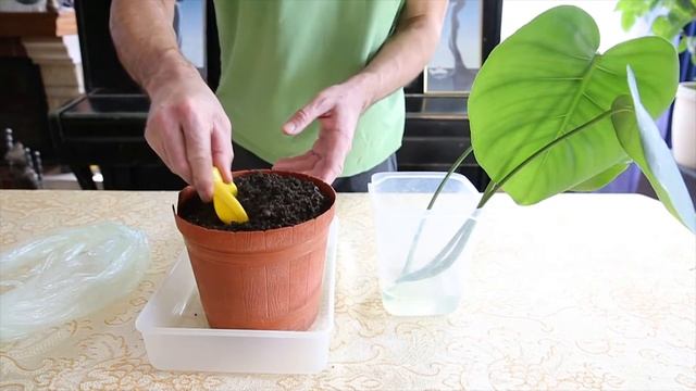 Посадка черенка монстеры. Размножение монстеры почками