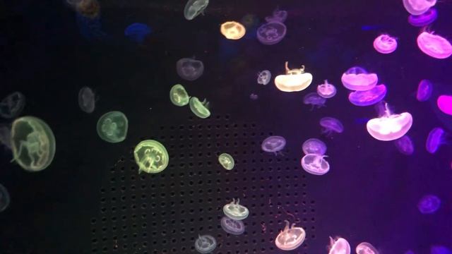 МЕДУЗЫ | МУЗЕЙ МЕДУЗ смотреть онлайн