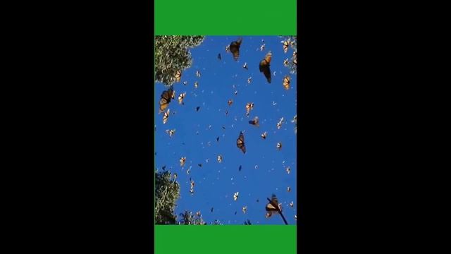 Миграция бабочек Монарх #бабочки #монарх #миграция смотреть онлайн