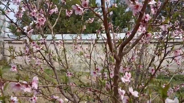 ВЕСНА УЗБЕКИСТАНЕ МОИМ ГЛАЗАМИ.. смотреть онлайн