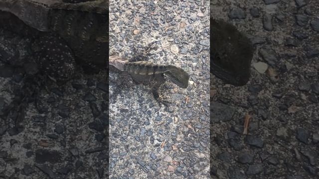 Funny Baby water dragon sheds its skin while eating 