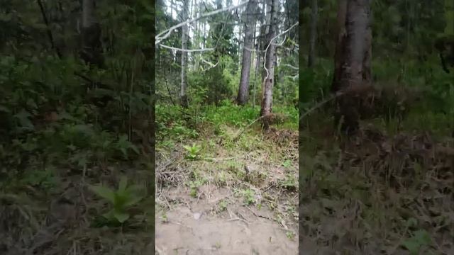 ПРИЮТ ВЫЖИВАЛЬЩИКА 2024 camping survival bushcraft outdoors выживание дмитрийяков тайга лес