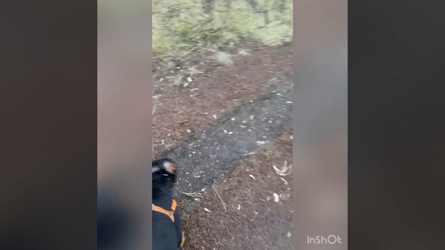 Ротвейлер. Обучение.