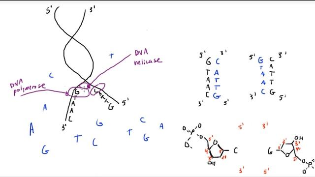 DNA Replication (Simplified - No Okazaki Fragments) смотреть онлайн