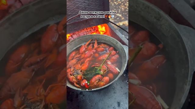 Дикие волжские раки на костре в казане!🦞🔥💨 #раки #еда #ракиоки #вареныераки #живыераки