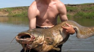 Сомовые стоянки! 100% места где вы поймаете сома!