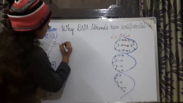Why DNA strands are antiparallel? DNA Structure (Part-3) | Class 12 Biology