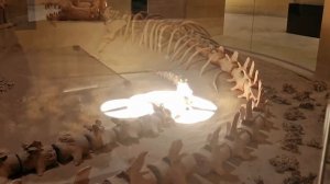 Вади-аль-Хитан («Долина китов»)