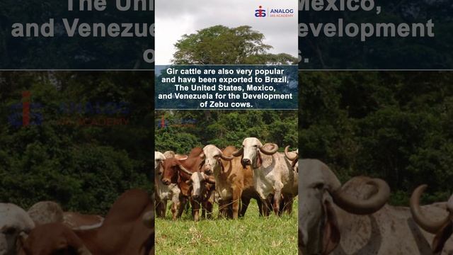 Reel 20: India's First Cloned Female Calf