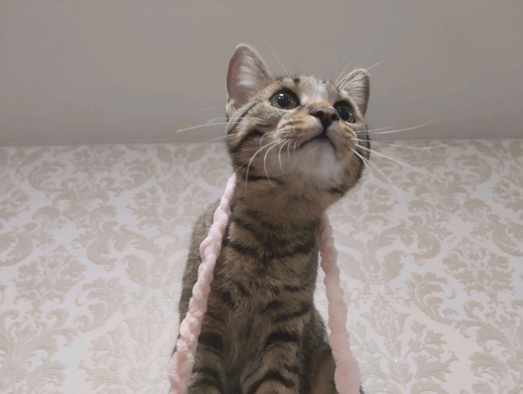 мой