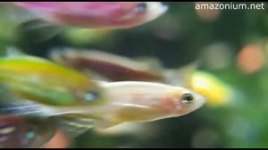 Danio Zebrafish macro  Данио-рерио гло макросьемка