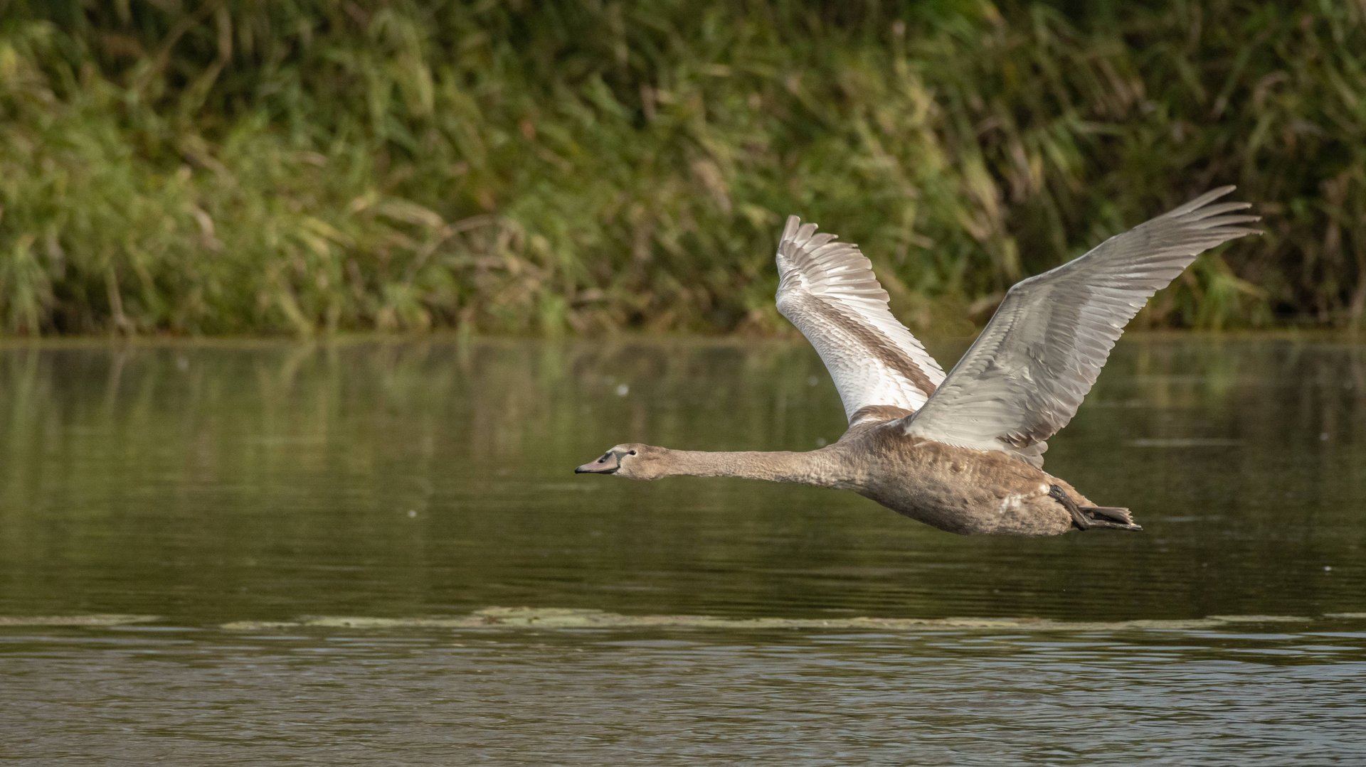 Фотоохота с Альбертом. Урок полёта. смотреть онлайн